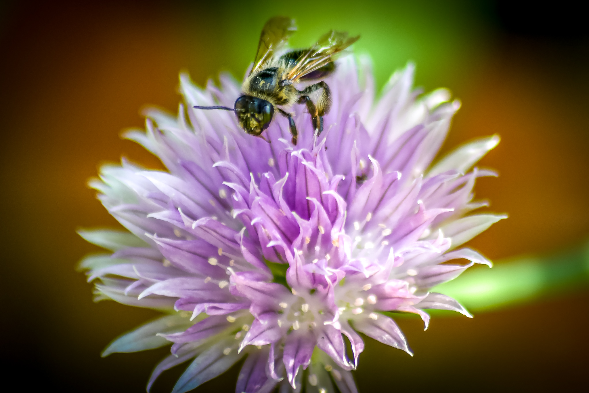 Szczypiorek i jego kwiaty...