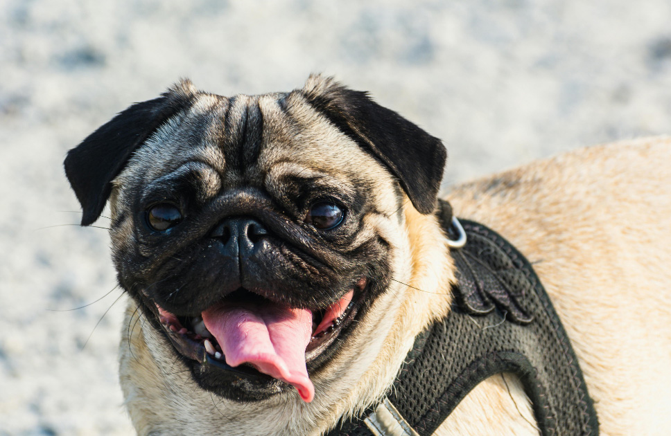 Mops i problemy zdrowotne: jak Piesotto podchodzi do żywienia ras brachycefalicznych?